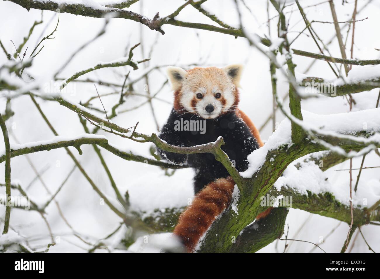 Le panda rouge en hiver dans un arbre Banque D'Images