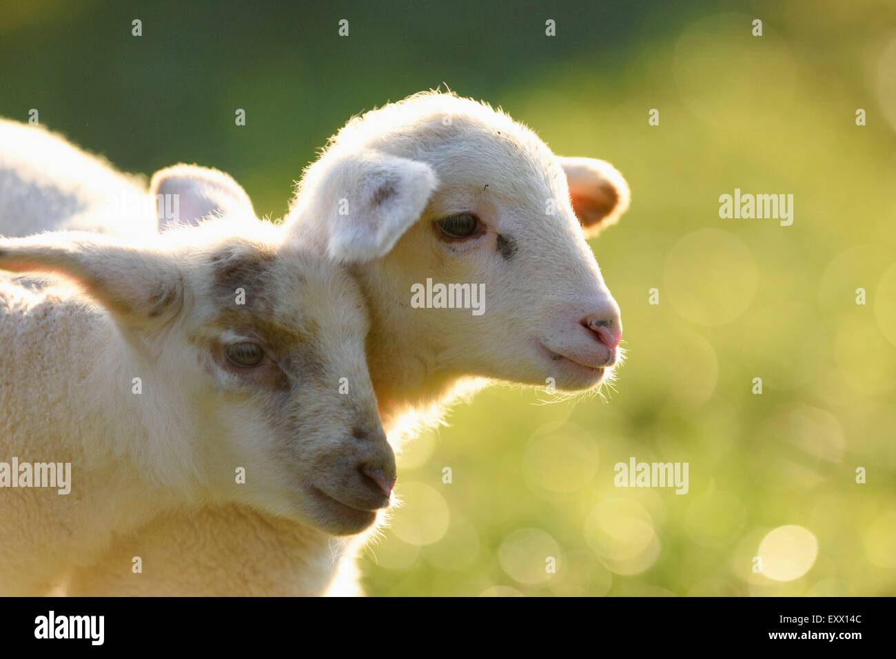 Close-up de deux moutons agneaux dans un pré Banque D'Images