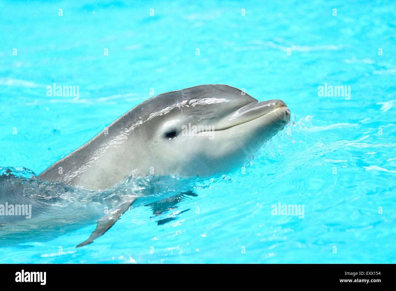Les jeunes grands dauphins communs dans un zoo Banque D'Images