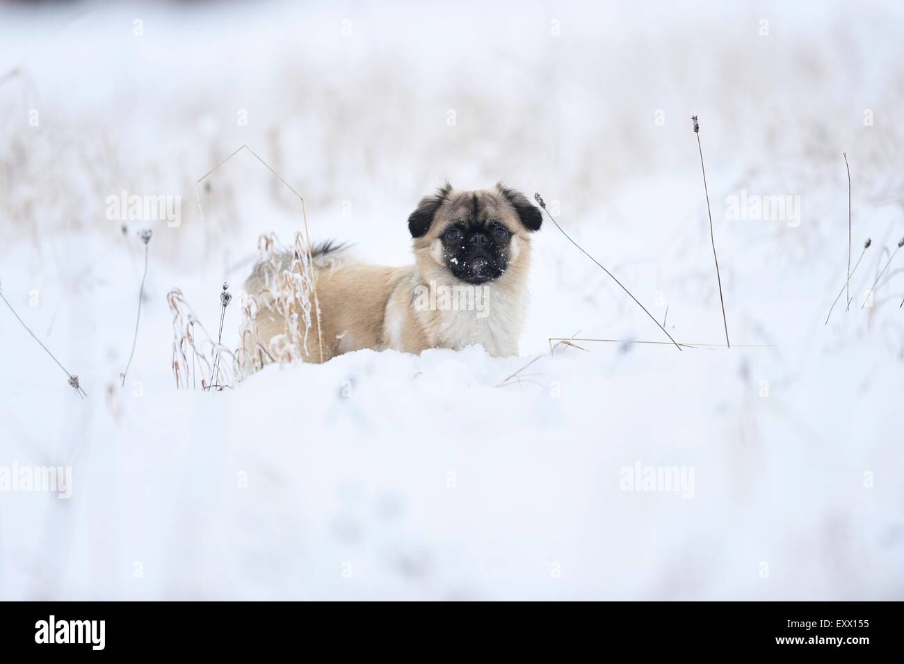 Chihuahua et mix pug dog in snow Banque D'Images