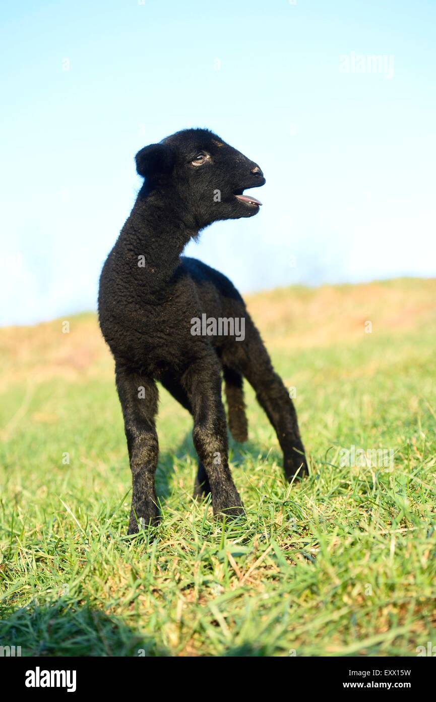 Mouton noir agneau sur un pré Banque D'Images