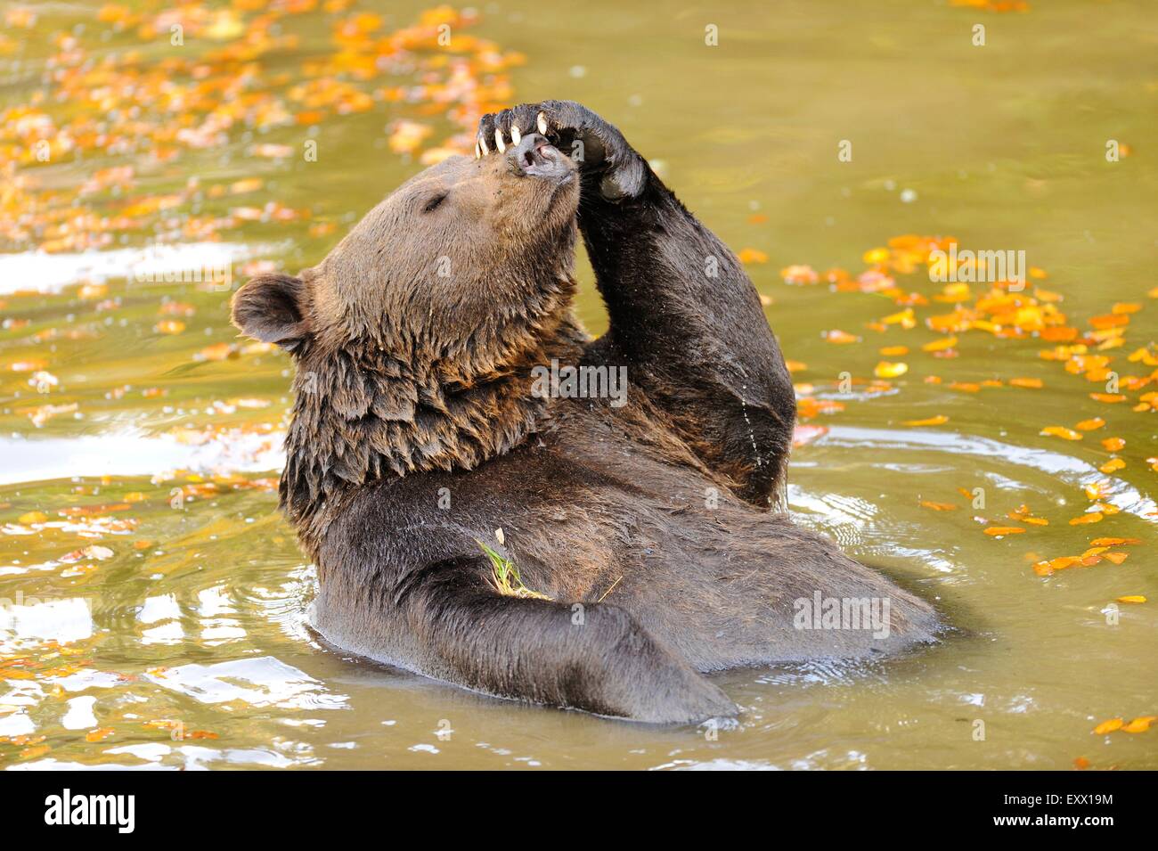 Ours brun en se baignant dans un lac Banque D'Images