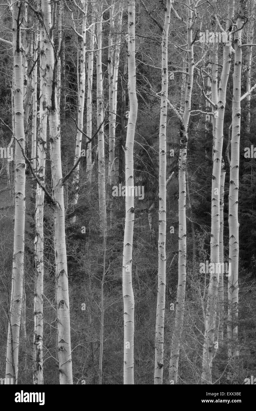 Vue sur une forêt de bouleau Banque D'Images