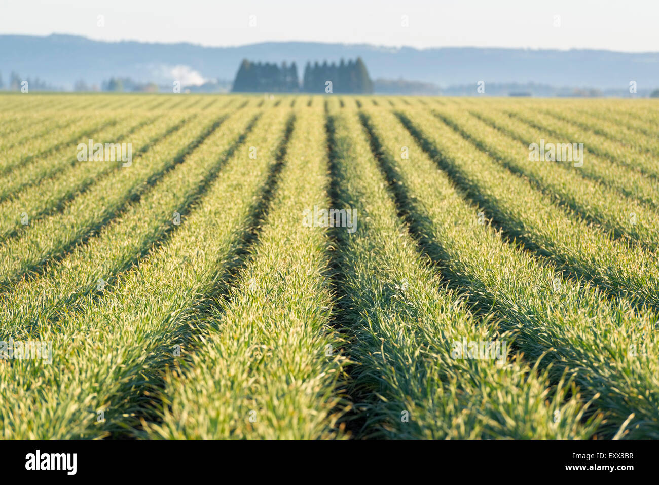 Vue sur des rangées de plantes dans des Banque D'Images