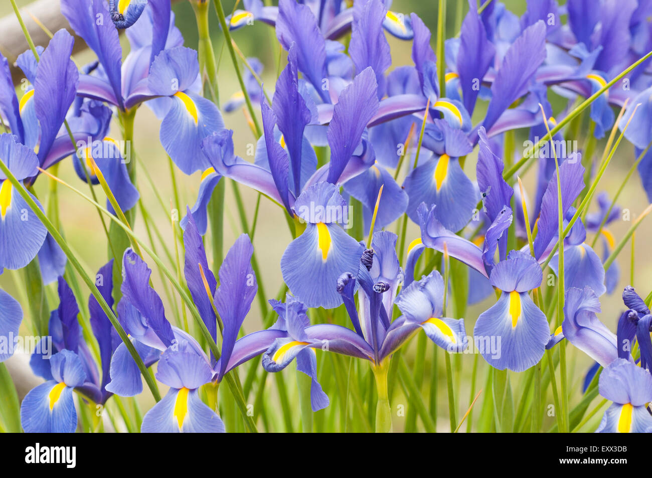 IRIS Banque D'Images