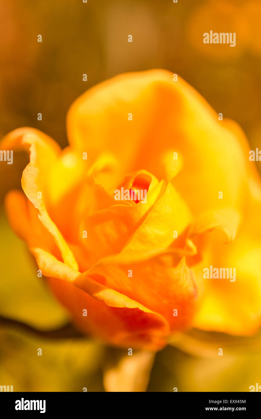 Macro rose jaune Banque D'Images