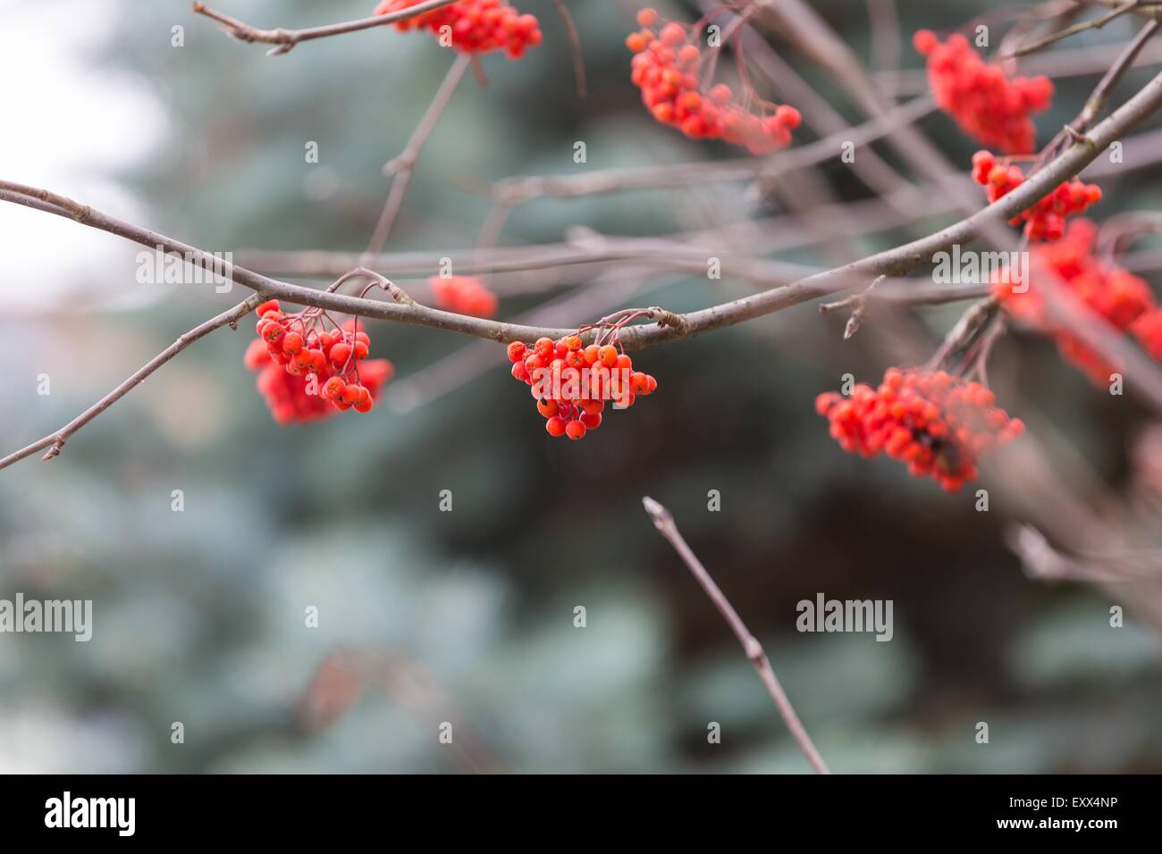 Rowan berries rouge sur la branche morte d'automne au temps nuageux. La belle nature de près. Utile comme arrière-plan. Banque D'Images