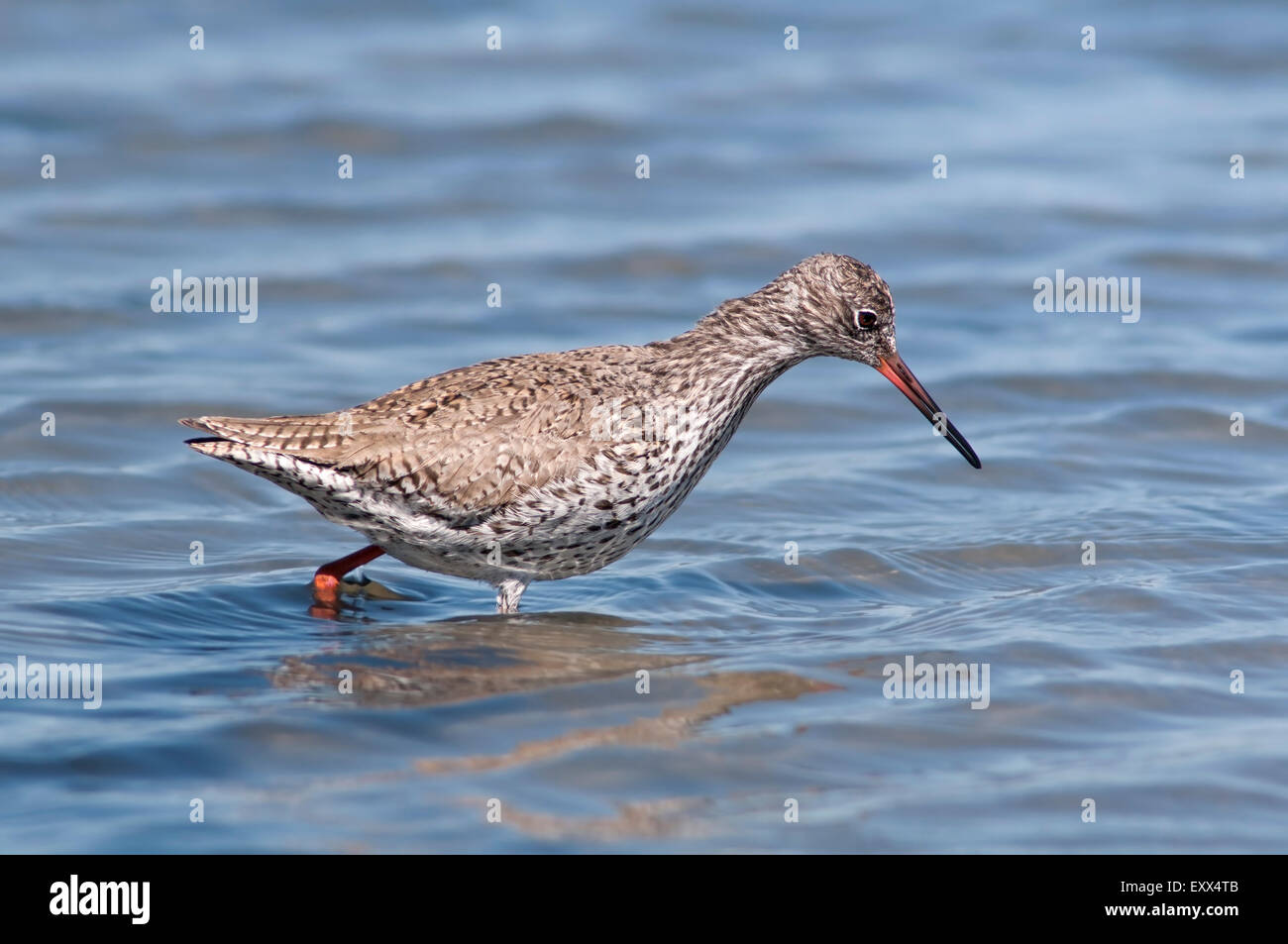 Portrait de horizontales, Chevalier arlequin Tringa totanus, d'alimentation en eau peu profonde dans la zone humide. Banque D'Images