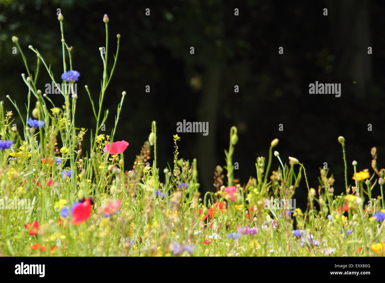 Beau wildflower meadow en pleine floraison au Manor Lodge dans la ville de Sheffield, South Yorkshire, Angleterre Royaume-uni - été Banque D'Images