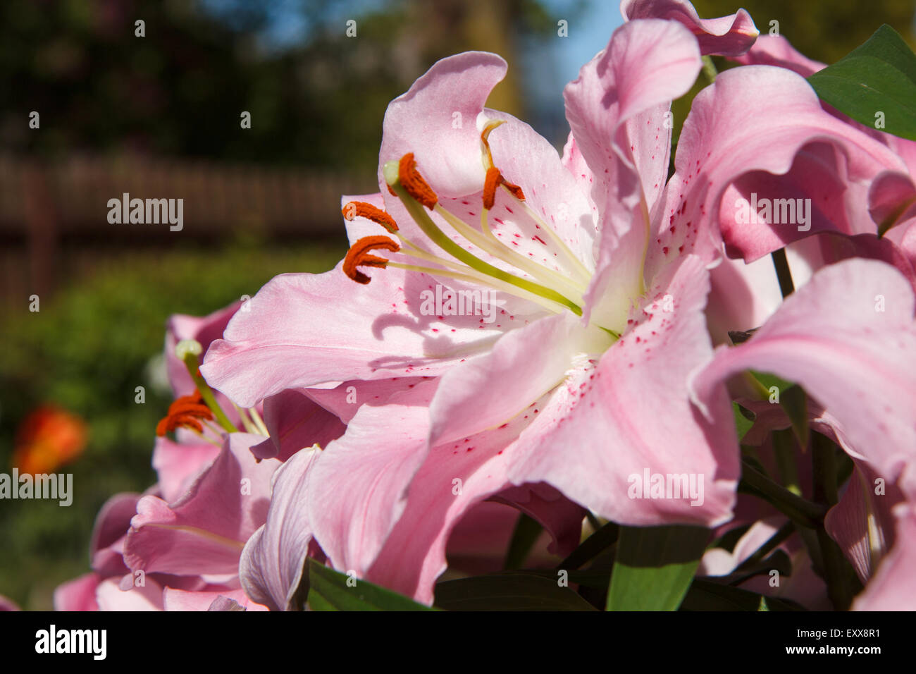 Fleur de lys rose Banque D'Images