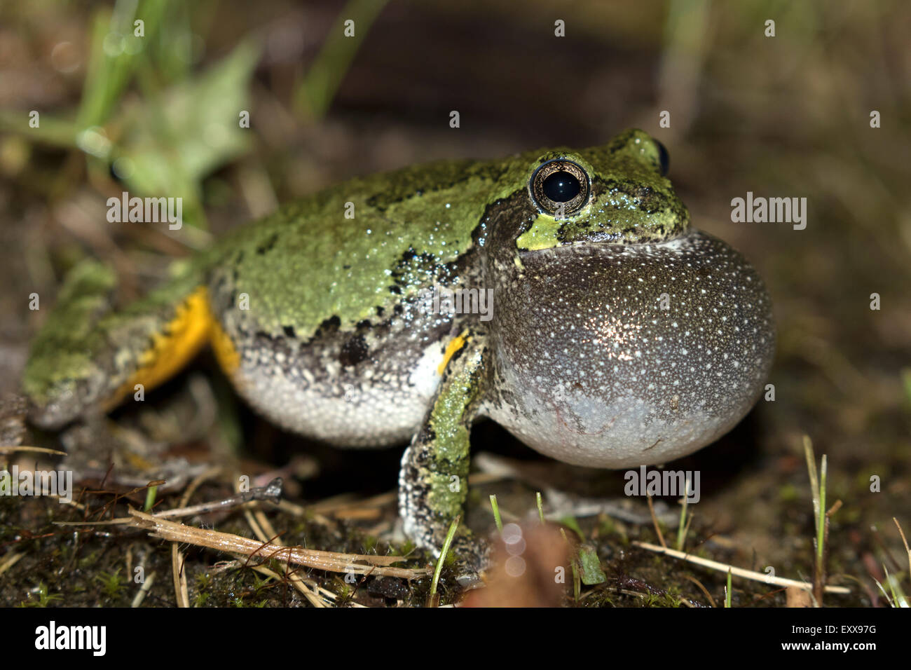 La rainette versicolore (Hyla versicolor) , New York, homme appelant pour attirer les femelles Banque D'Images