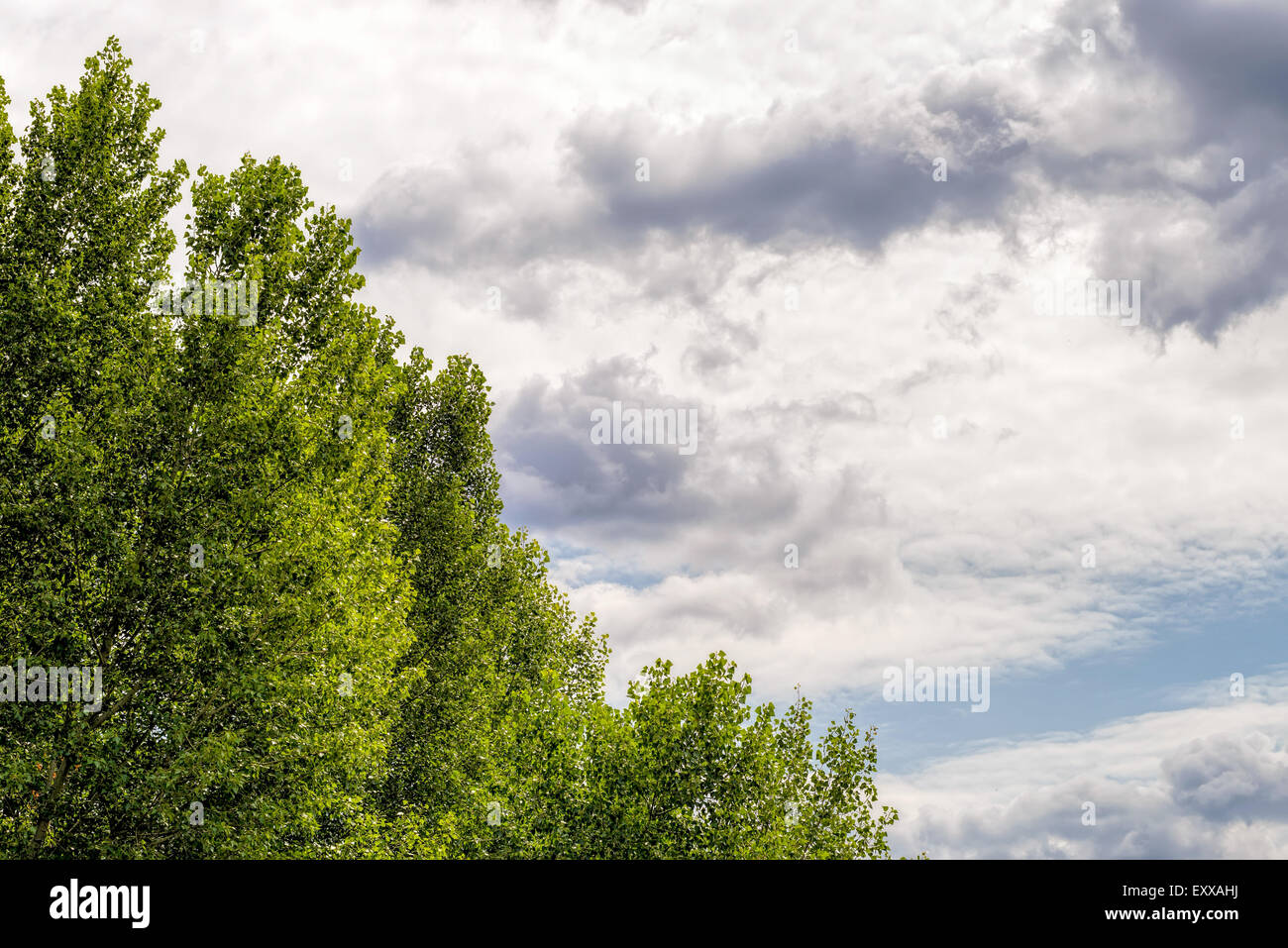 Ciel d'orage sur les arbres en été Banque D'Images