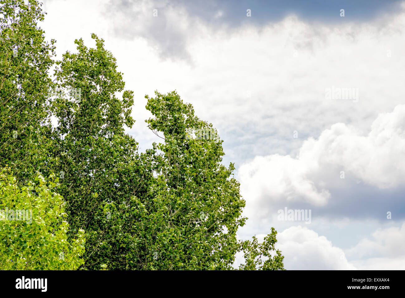 Ciel d'orage sur les arbres en été Banque D'Images