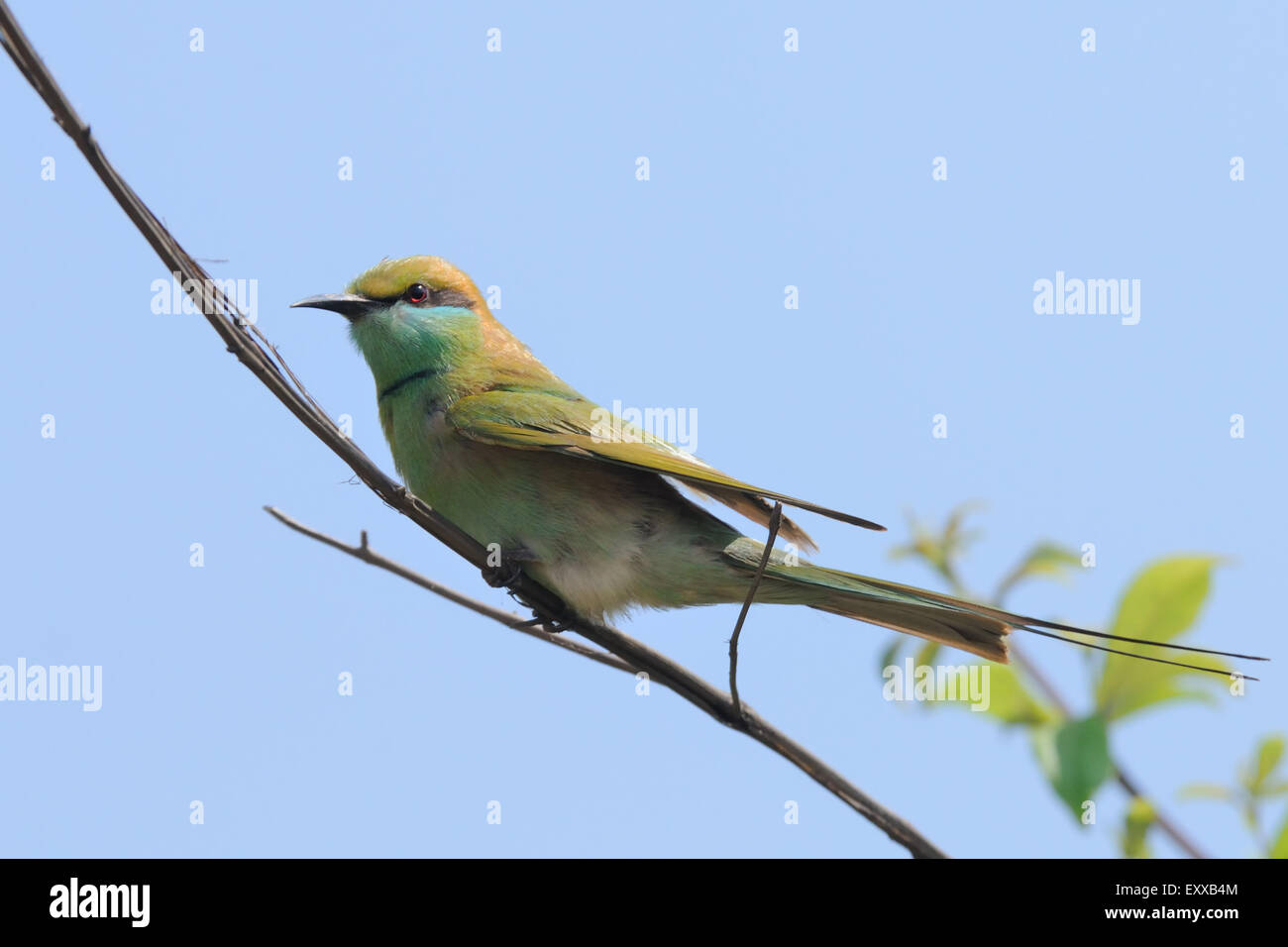 Little Green Bee-eater (Merops orientalis) de se percher dans le jardin à la plage de Goa, Inde Banque D'Images