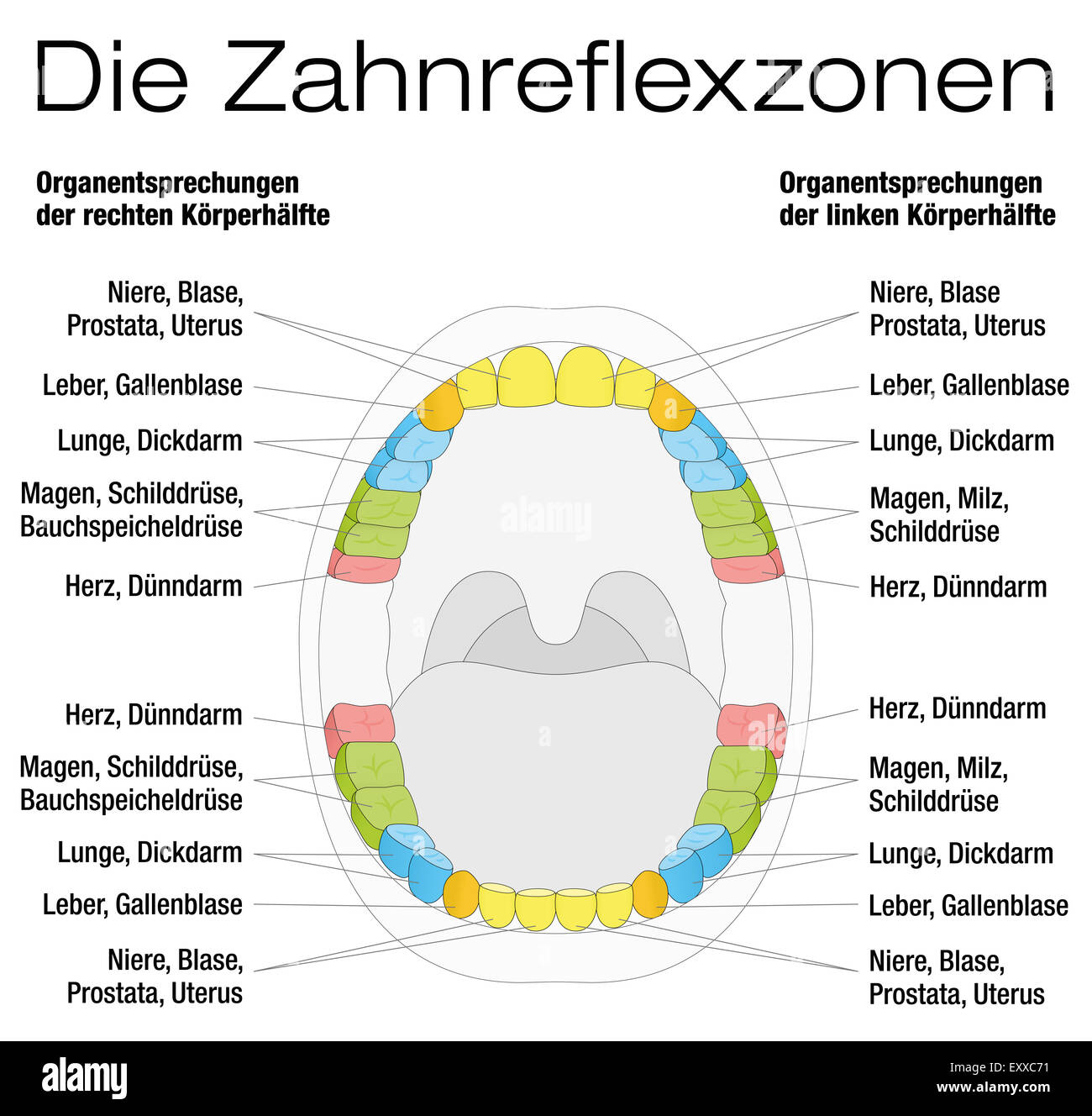 Réflexologie - Diagramme des dents dents permanentes et les organes internes. Marquage en allemand ! Banque D'Images