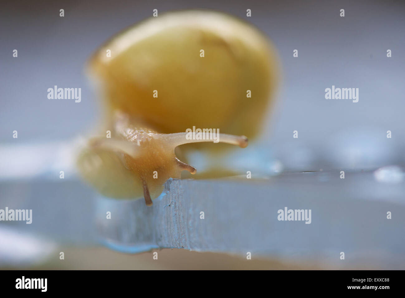 Escargot, gros plan Banque D'Images