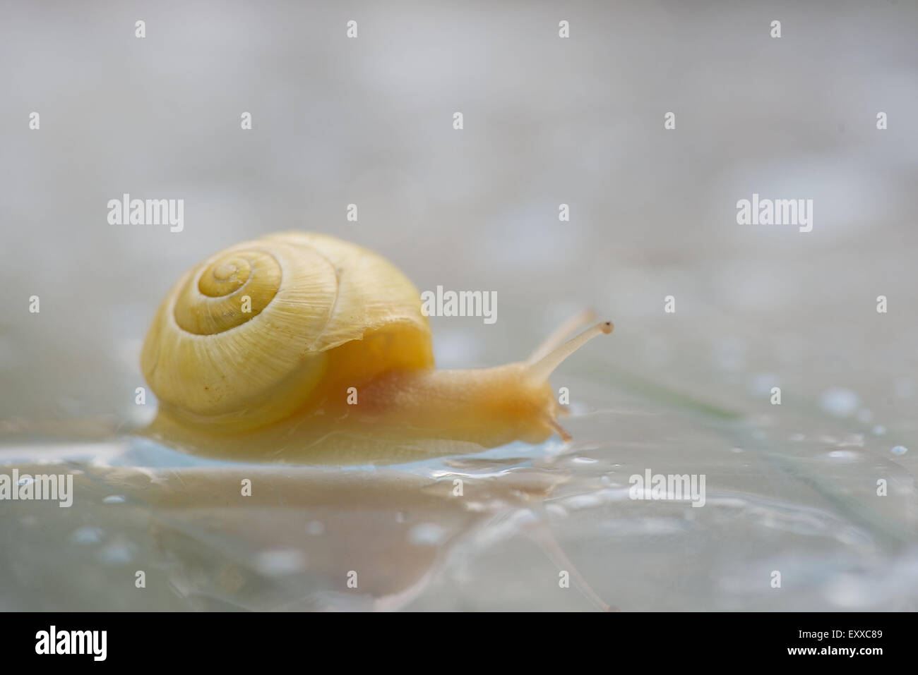 Escargot, gros plan Banque D'Images