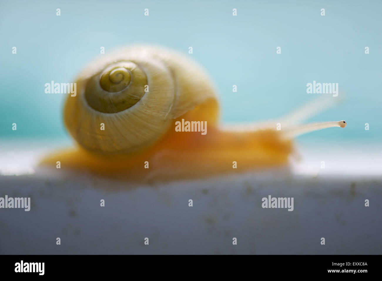 Close-up de l'interpréteur de commandes de l'escargot Banque D'Images