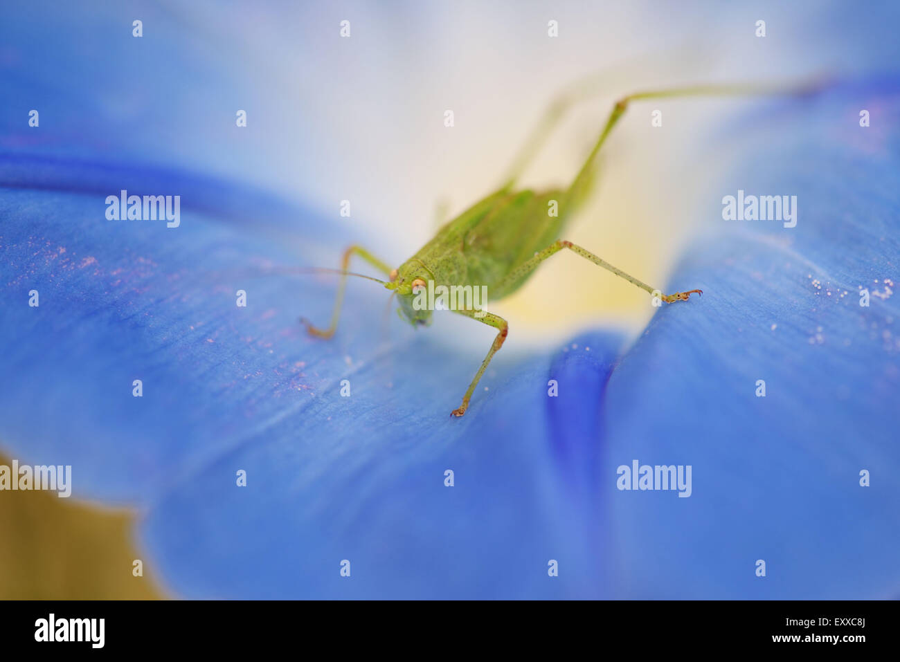 Sauterelle sur morning glory flower Banque D'Images