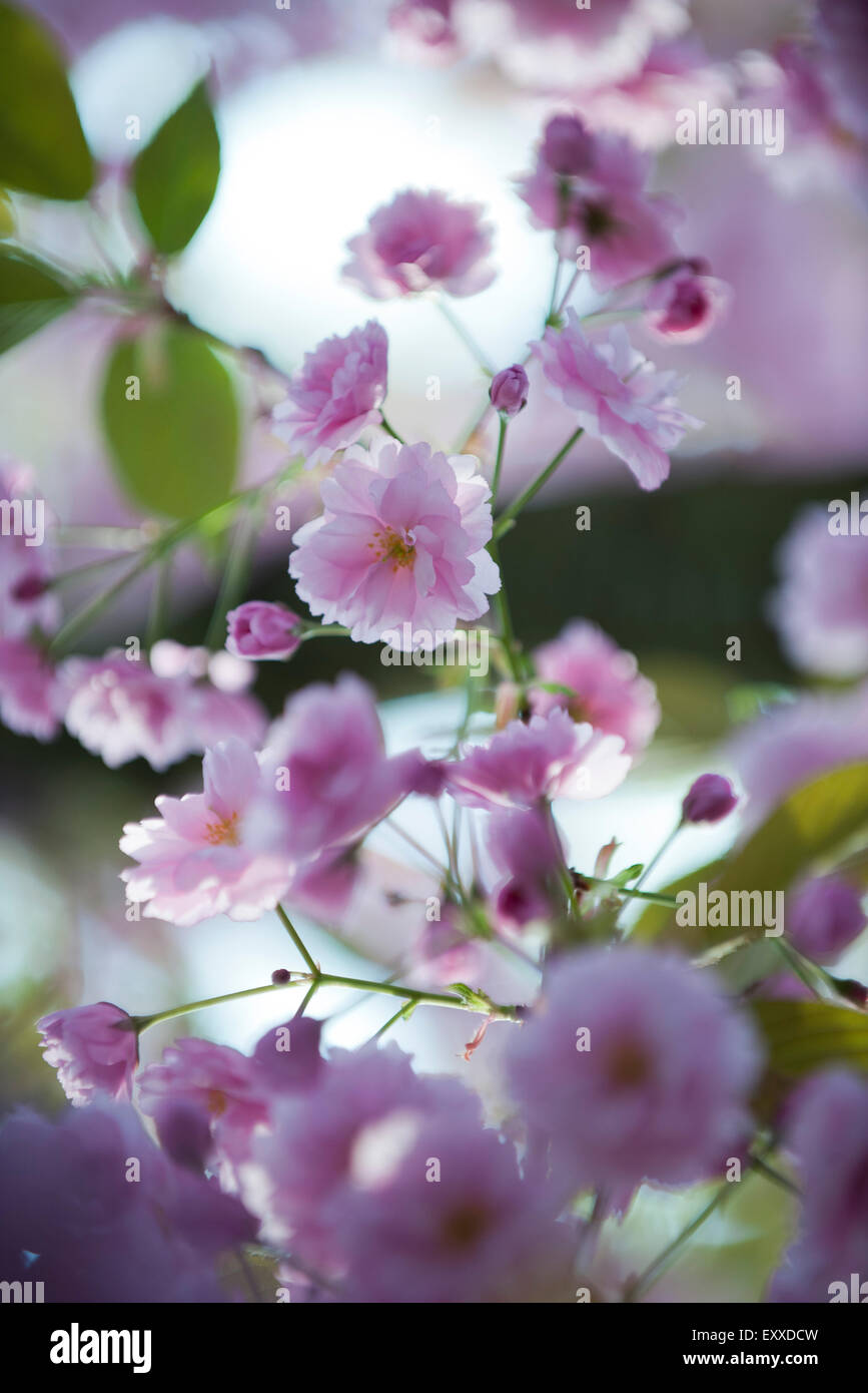 Cerisiers en fleurs Banque D'Images
