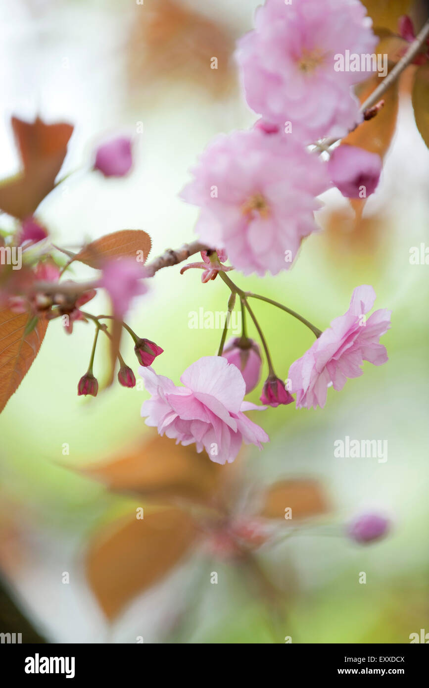 Cerisiers en fleurs Banque D'Images