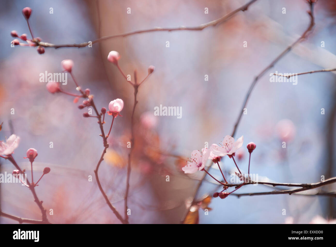 Cerisiers en fleurs Banque D'Images