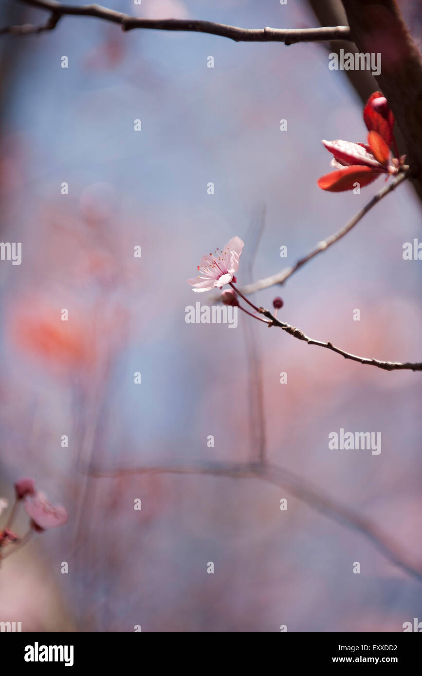 Cerisiers en fleurs Banque D'Images