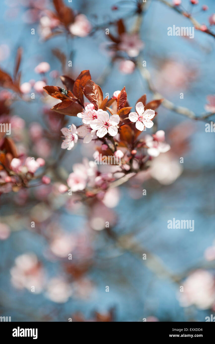 Cerisiers en fleurs Banque D'Images