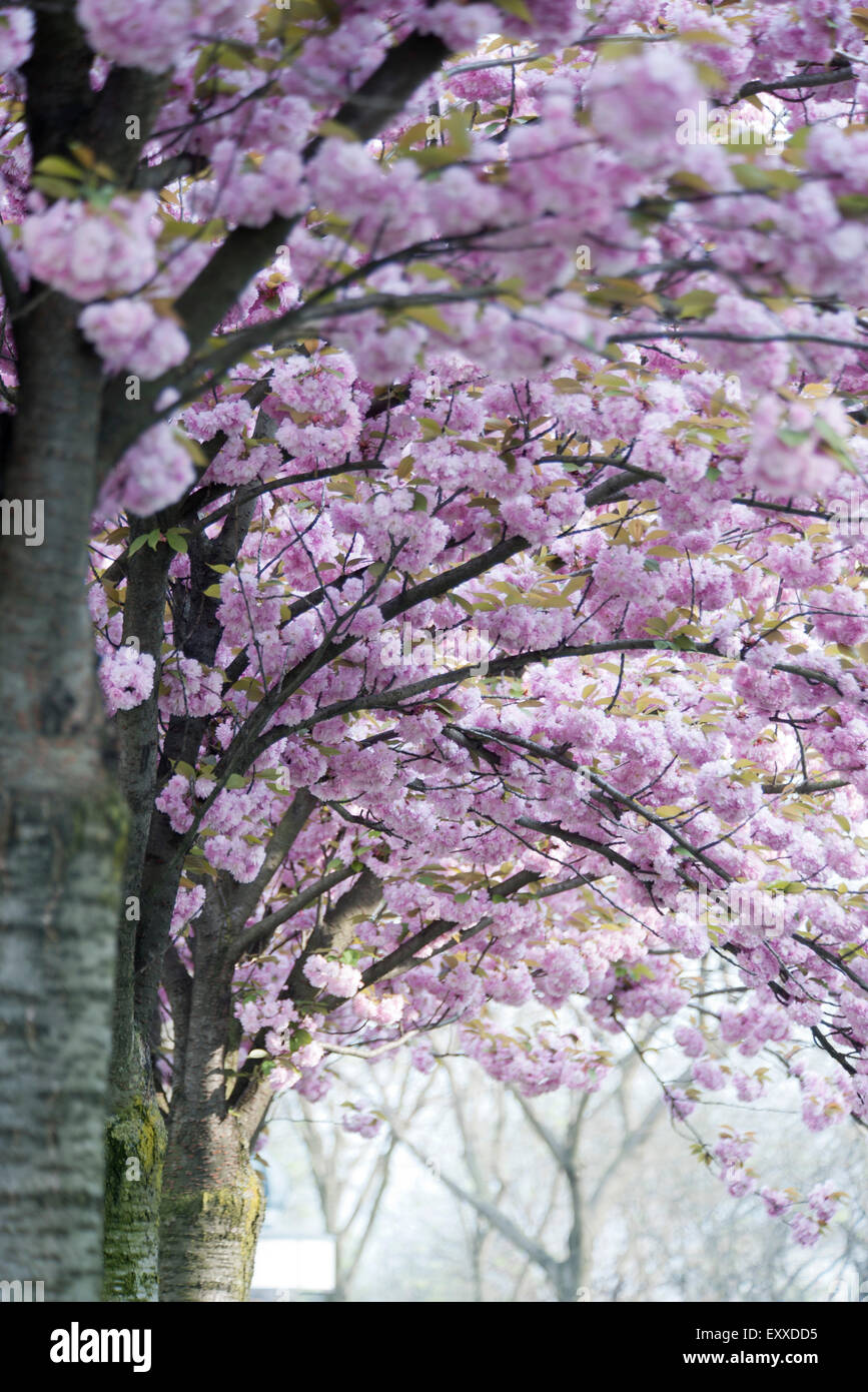 Cerisiers en fleurs Banque D'Images