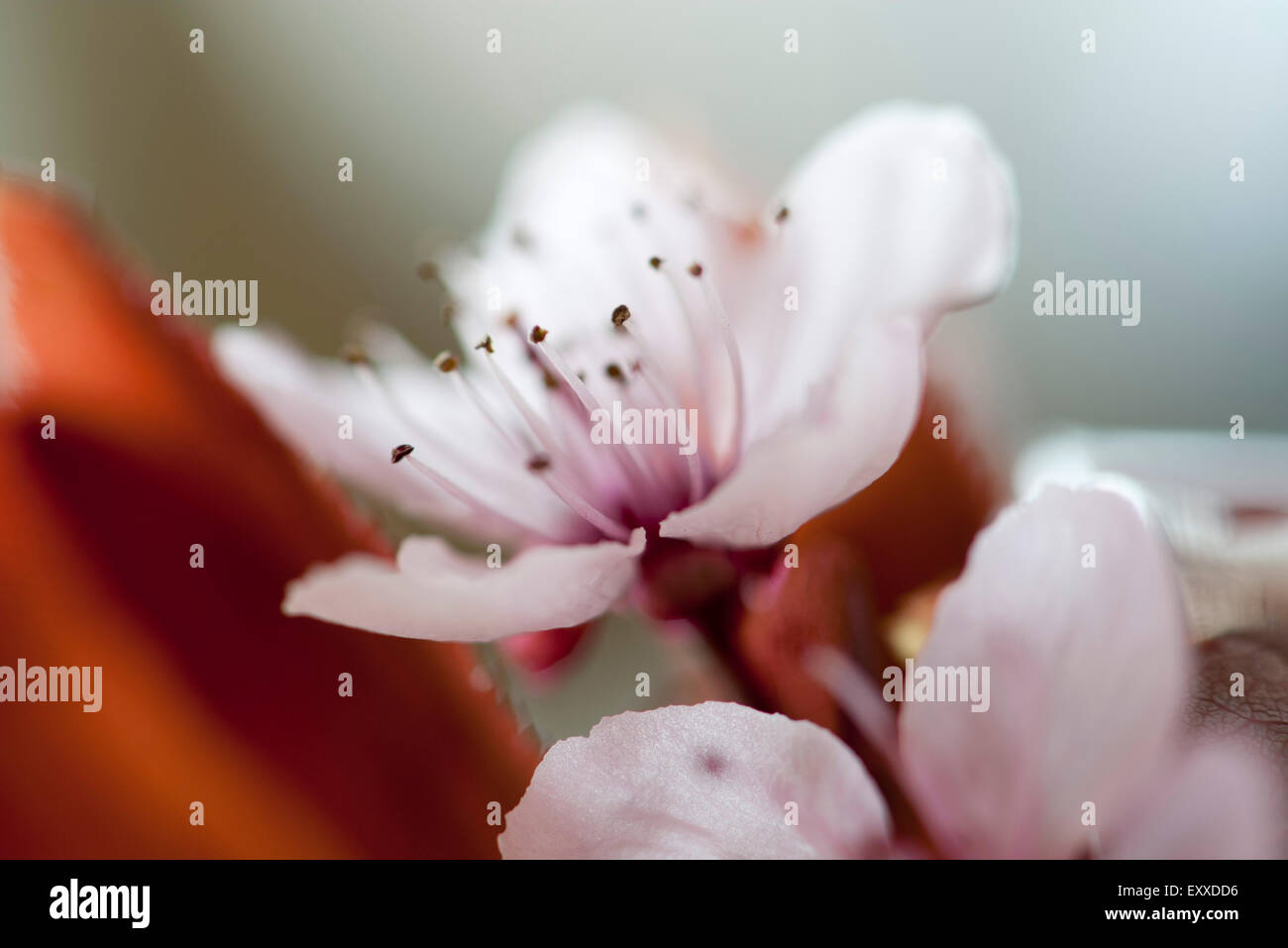 Cerisiers en fleurs Banque D'Images