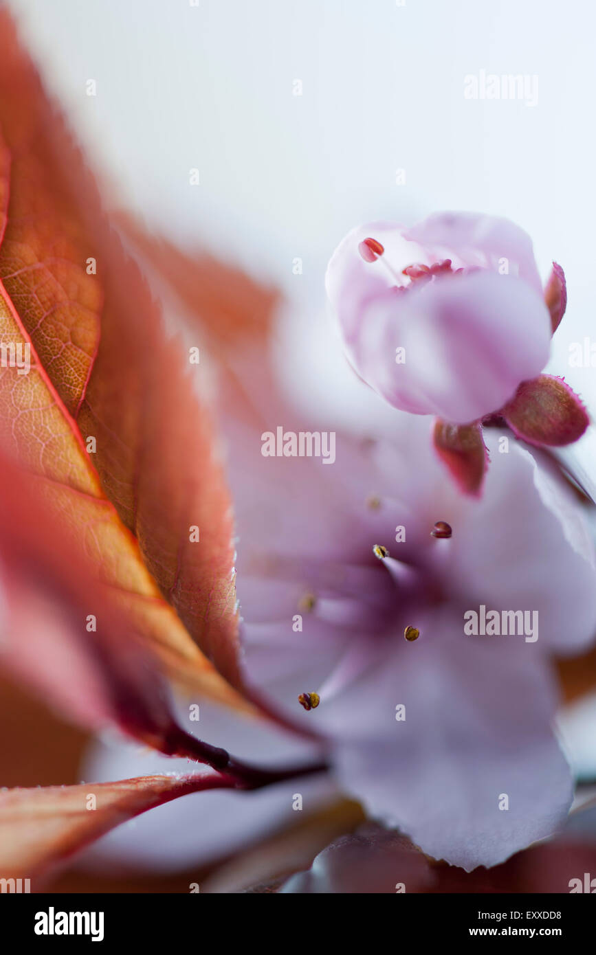 Cerisiers en fleurs Banque D'Images