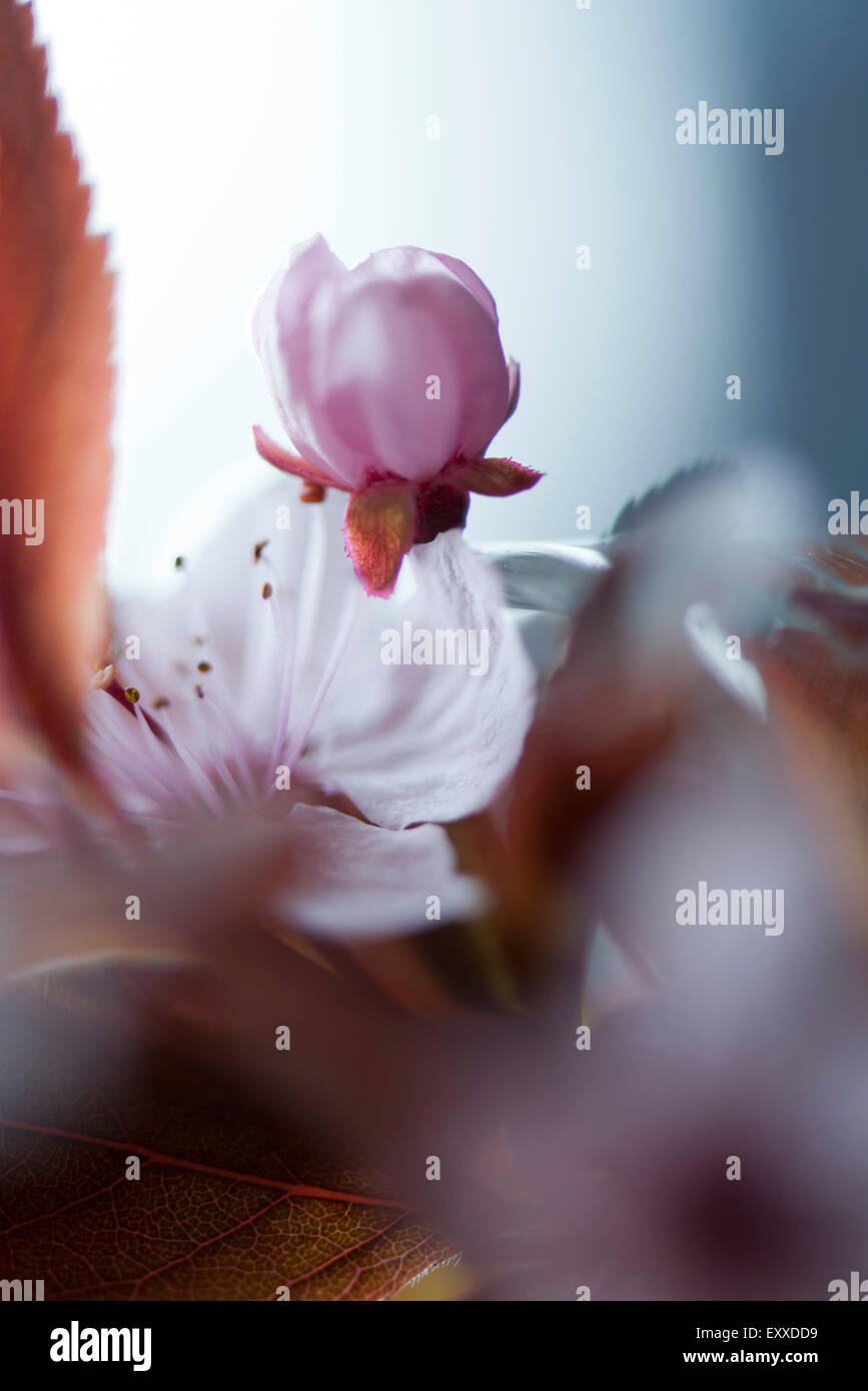 Cerisiers en fleurs Banque D'Images