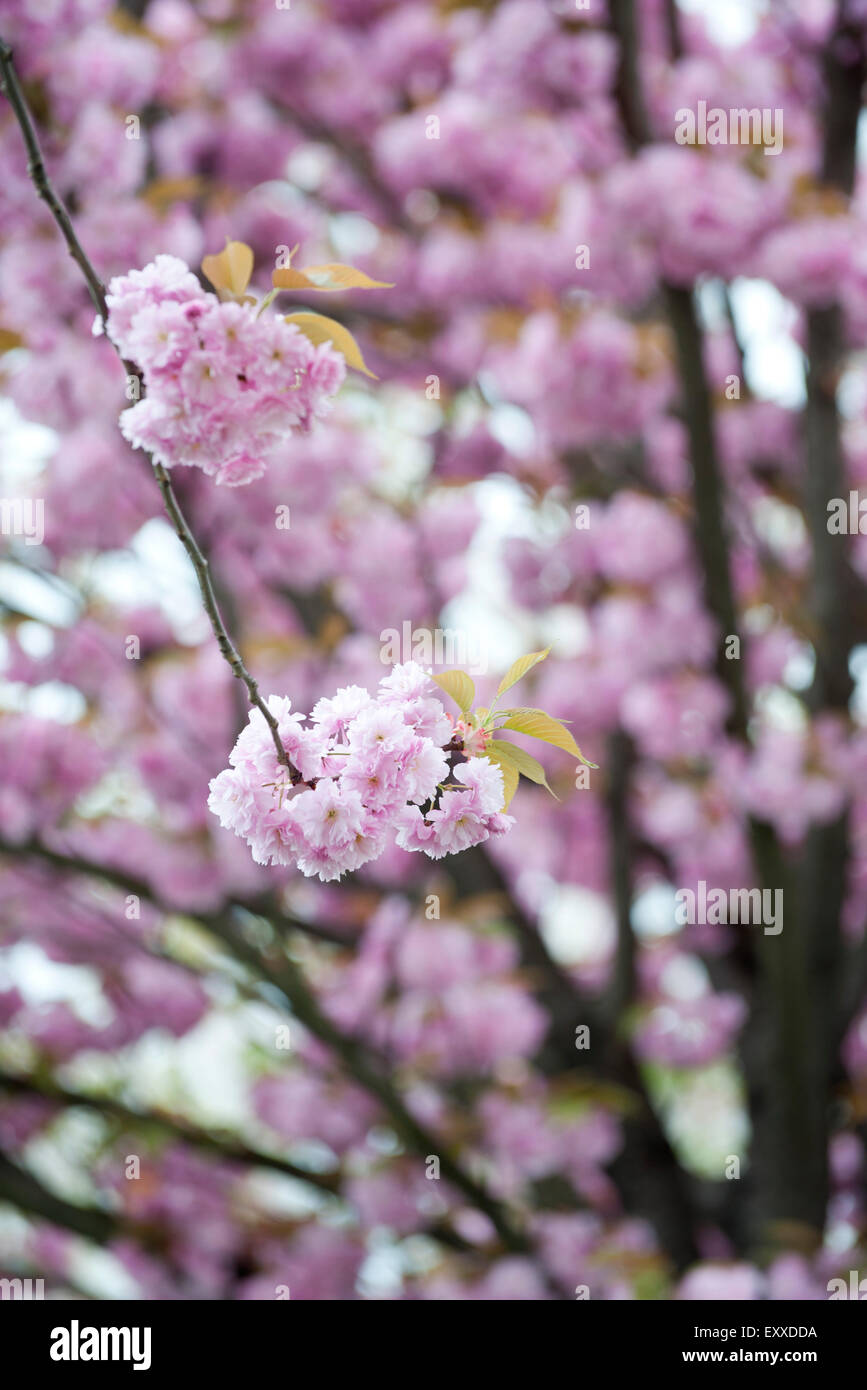 Cerisiers en fleurs Banque D'Images