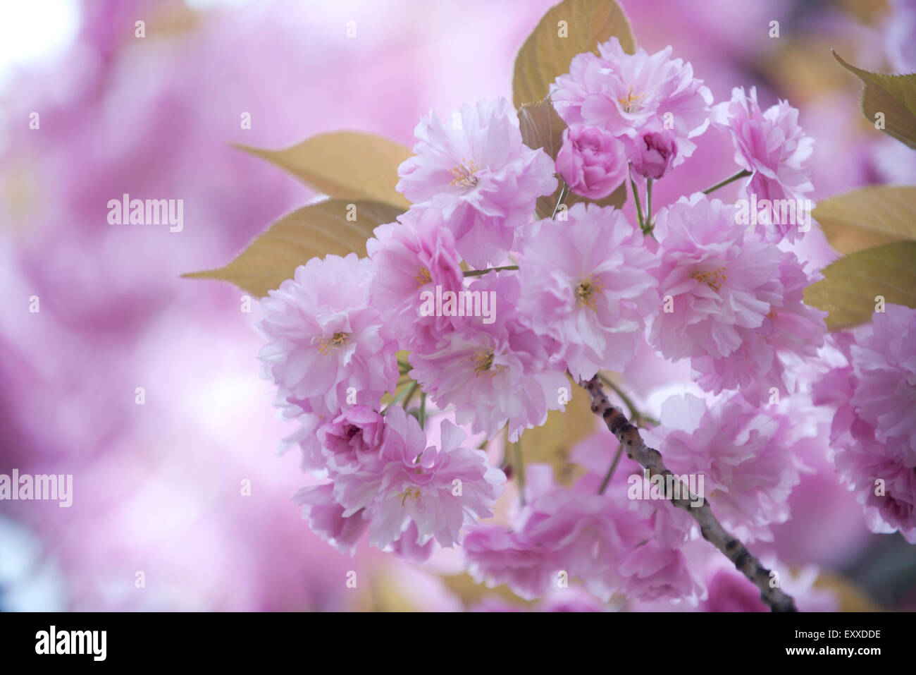 Cerisiers en fleurs Banque D'Images