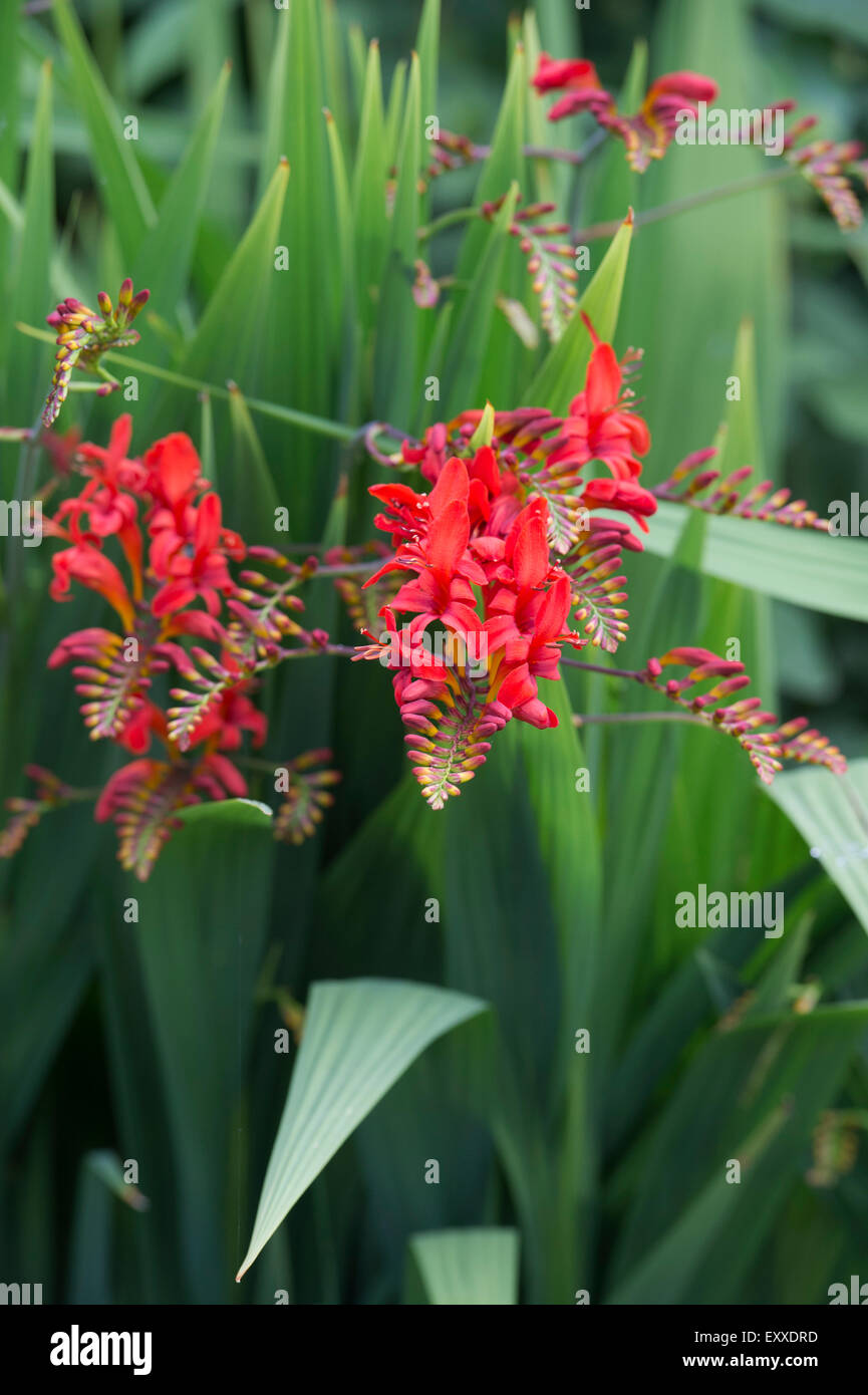 Crocosmia lucifer fleurs dans un jardin anglais. Banque D'Images