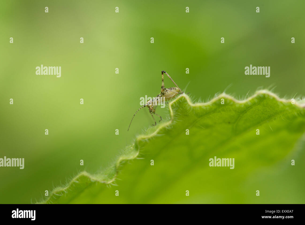 Close-up of cricket sur leaf Banque D'Images