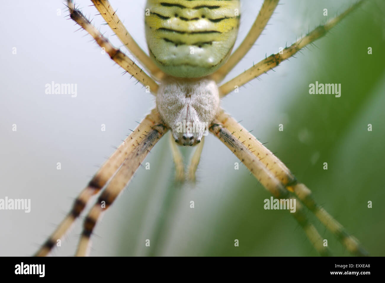 Spider argiope bagués (Argiope trifasciata), close-up Banque D'Images