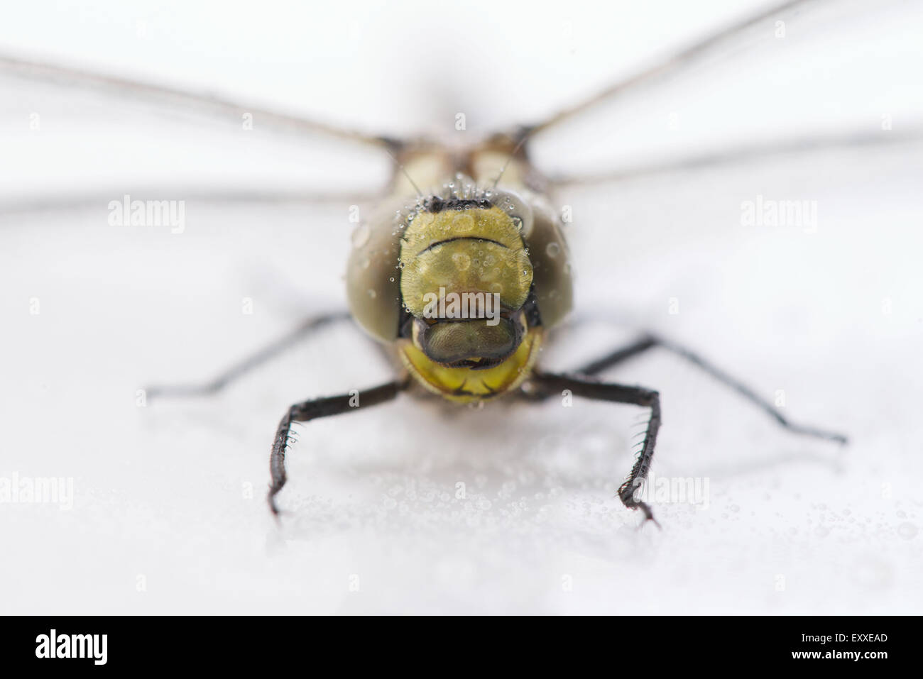 Close-up of dragonfly Banque D'Images