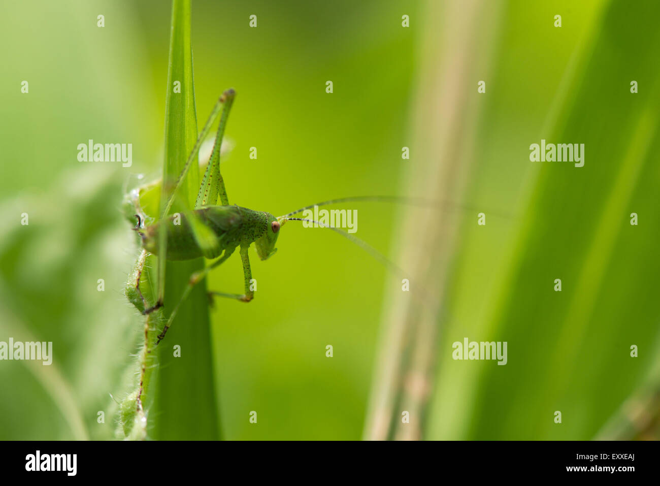 Sauterelle verte sur brin d'herbe Banque D'Images