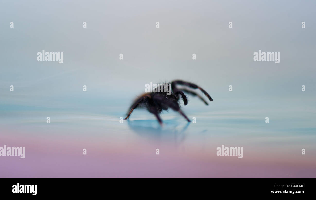 Marcher sur l'araignée d'eau de surface Banque D'Images