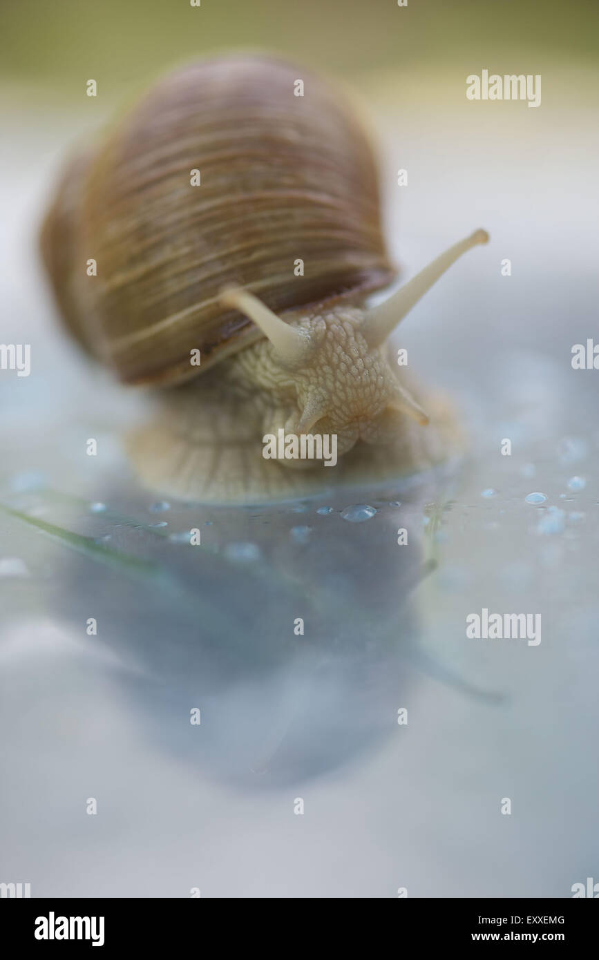 Escargot, gros plan Banque D'Images