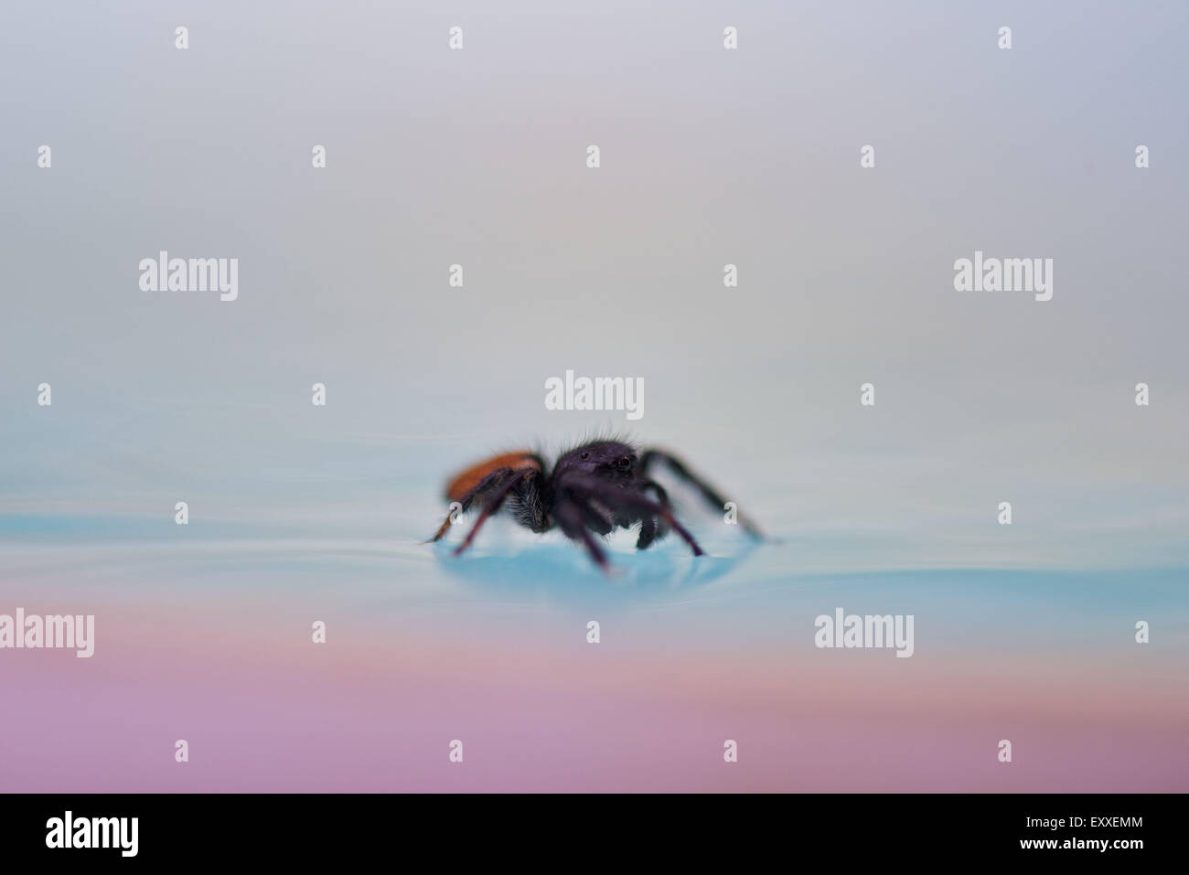Araignée sur surface de l'eau Banque D'Images