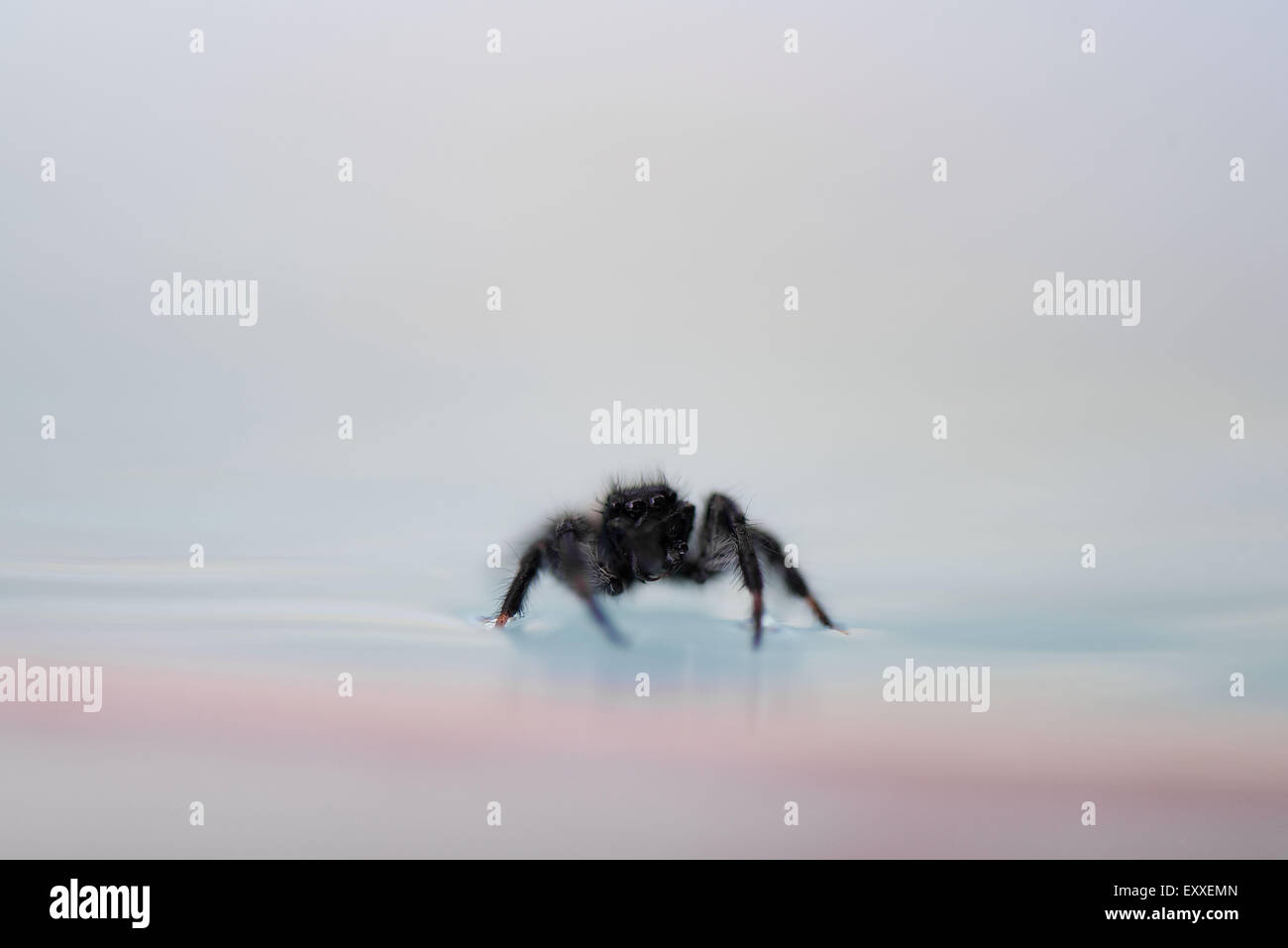 Araignée sur surface de l'eau Banque D'Images