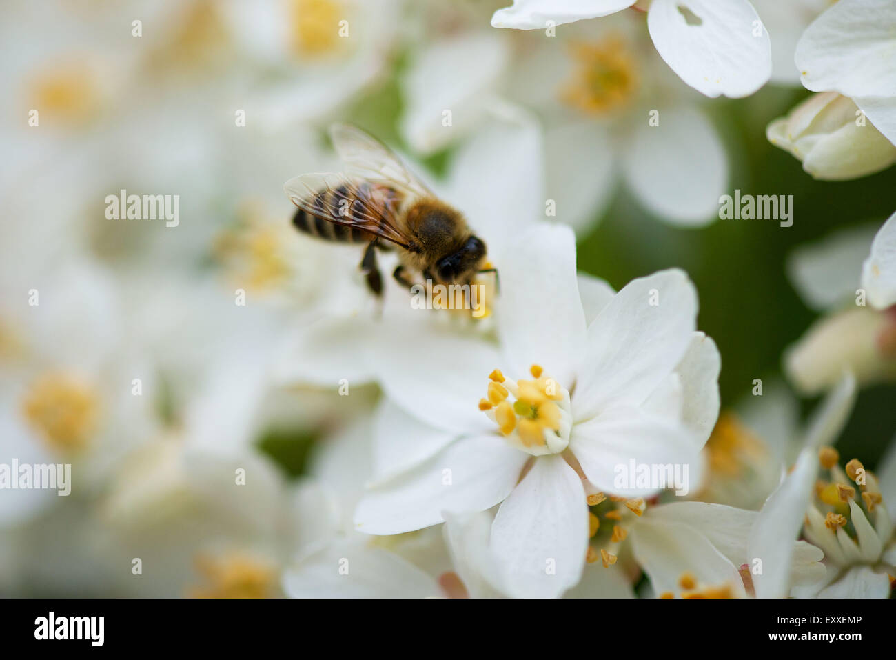 Bee gathering pollen sur les fleurs blanches Banque D'Images