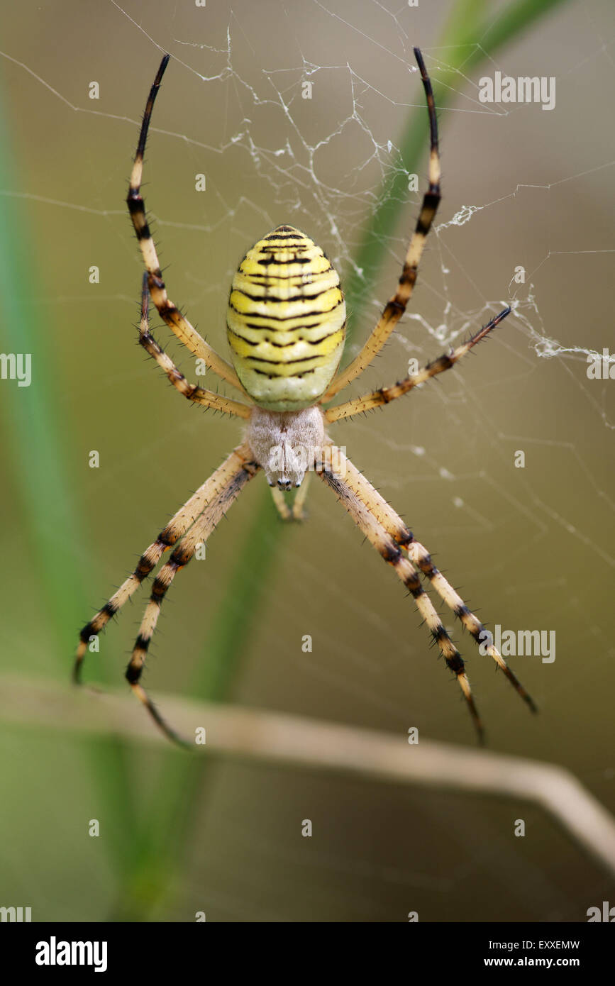 Spider argiope bagués (Argiope trifasciata) Banque D'Images