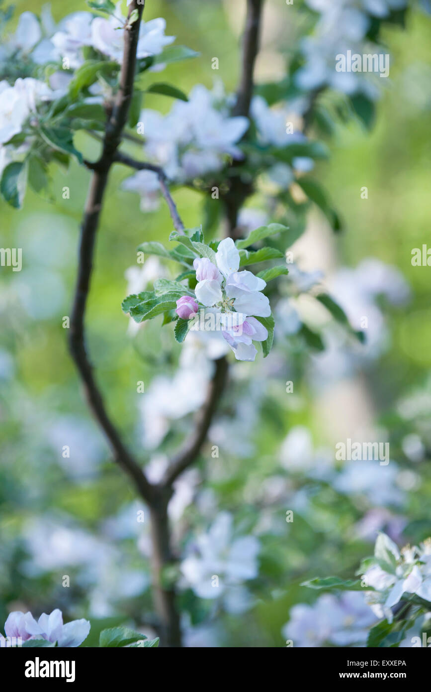 Cerisiers en fleurs Banque D'Images