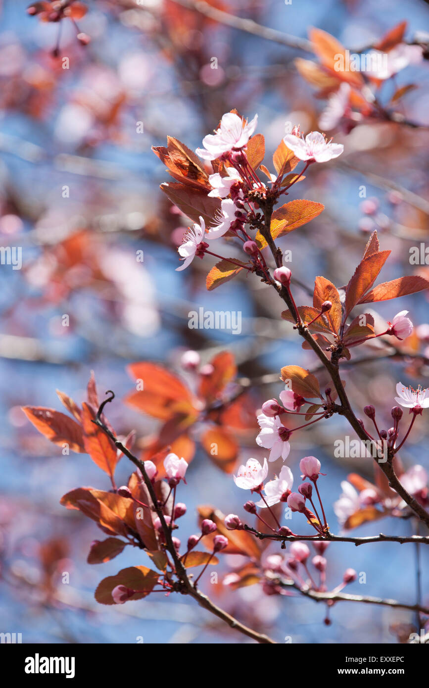 Cerisiers en fleurs Banque D'Images