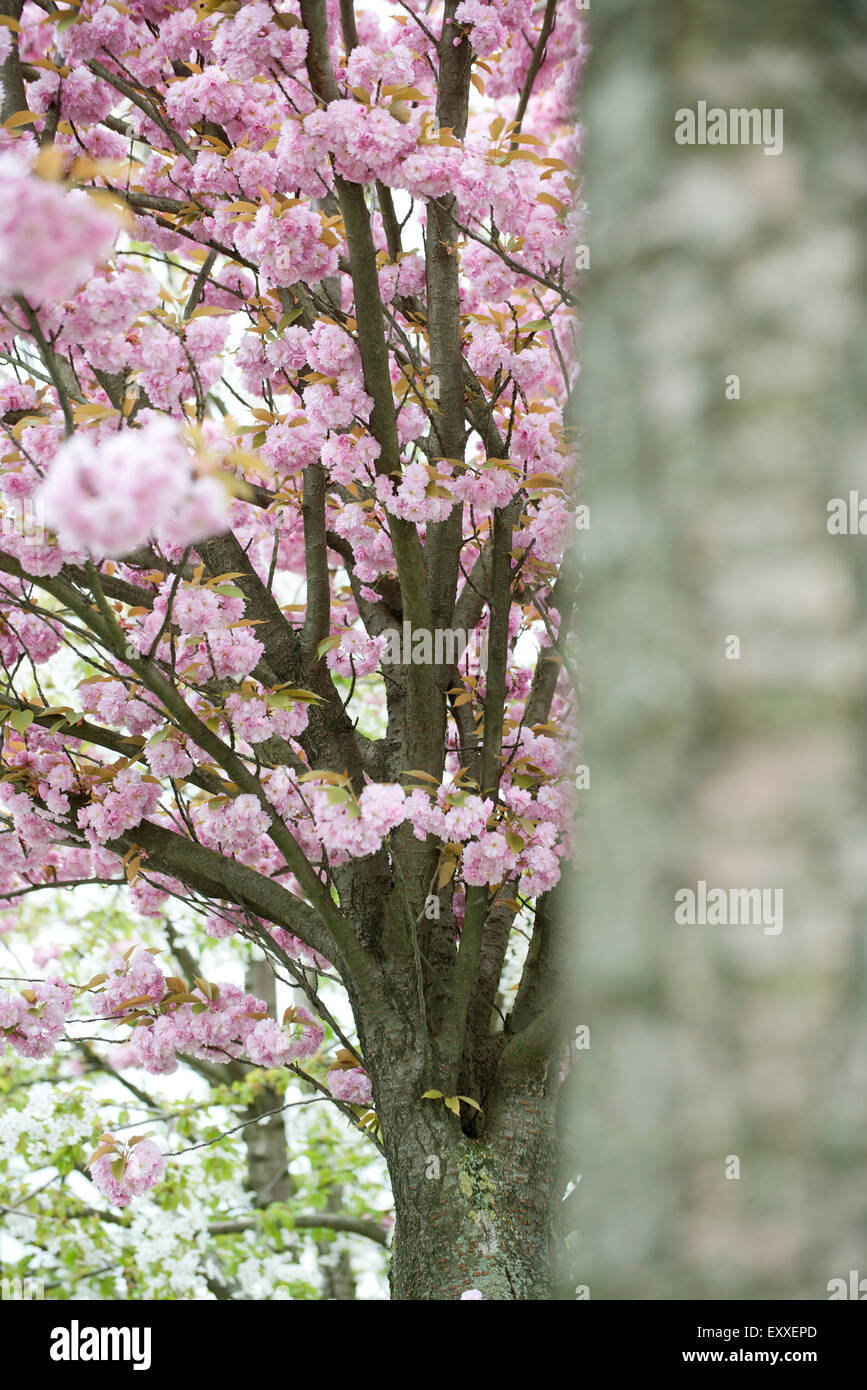 Cerisiers en fleurs Banque D'Images
