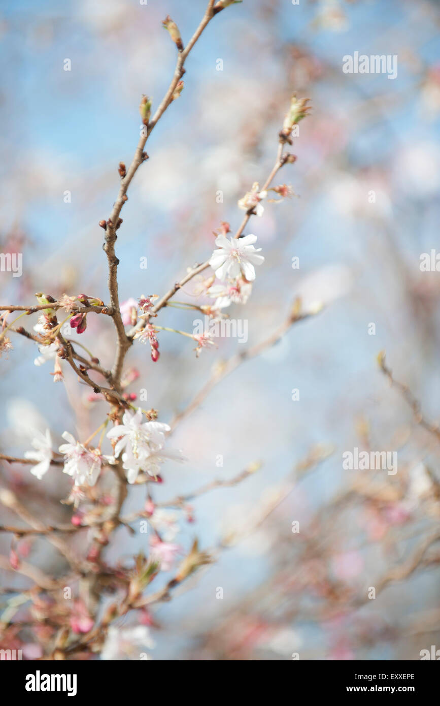 Cerisiers en fleurs Banque D'Images