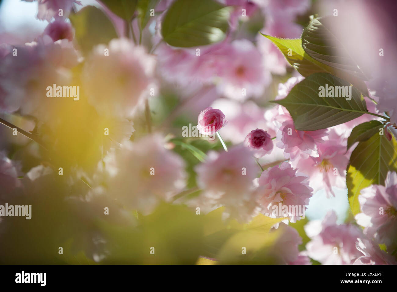 Cerisiers en fleurs Banque D'Images
